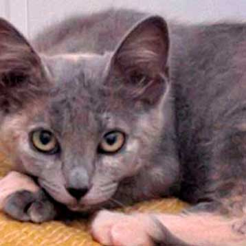 Asociación Felinos Axarquía Málaga