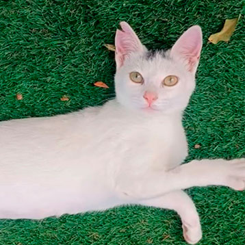 Asociación Felinos Axarquía Málaga