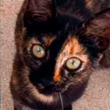 Asociación Felinos Axarquía Málaga